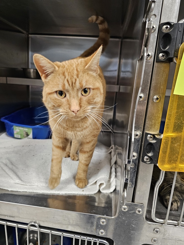 Stapler, an adoptable Domestic Short Hair in Houghton, MI, 49931 | Photo Image 1