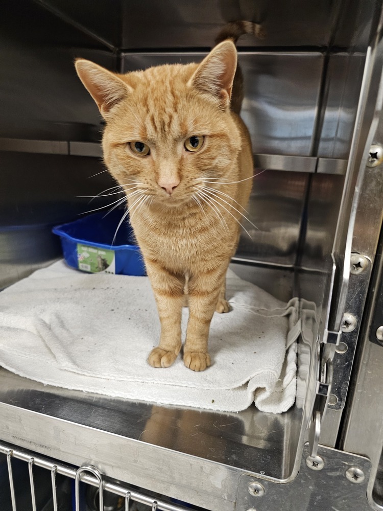 Stapler, an adoptable Domestic Short Hair in Houghton, MI, 49931 | Photo Image 2