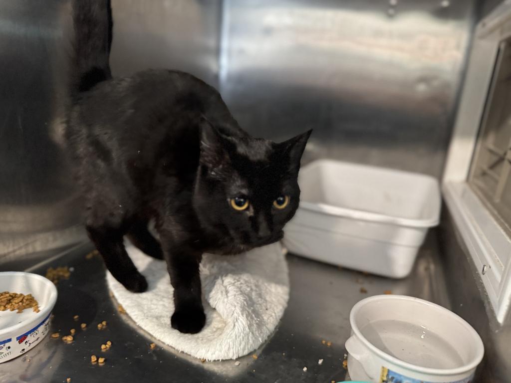 Chi Chi (May29-K1), an adoptable Domestic Short Hair in Pahrump, NV, 89048 | Photo Image 1