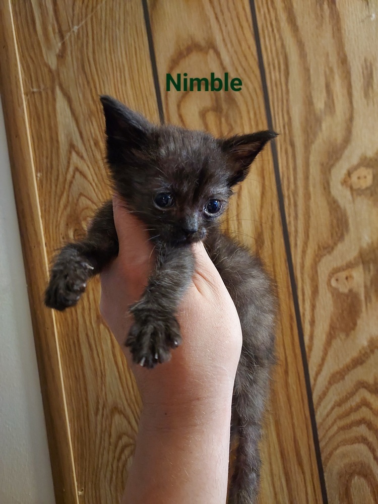 Nimble