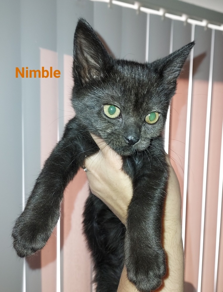 Nimble