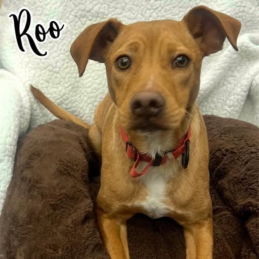 Roo