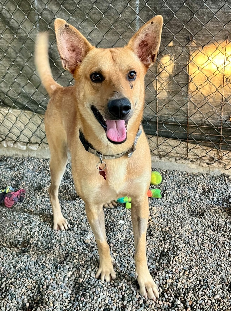 Ray, an adoptable Mixed Breed in San Juan de Abajo, NAY, 63732 | Photo Image 1