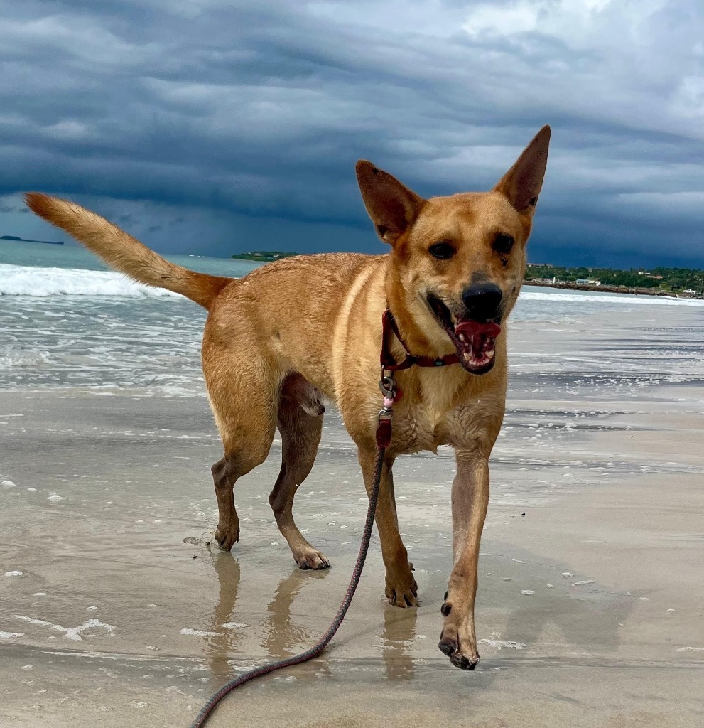 Ray, an adoptable Mixed Breed in San Juan de Abajo, NAY, 63732 | Photo Image 1