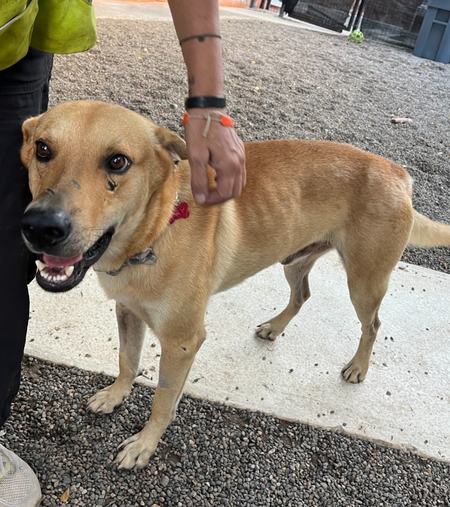 Ray, an adoptable Mixed Breed in San Juan de Abajo, NAY, 63732 | Photo Image 2