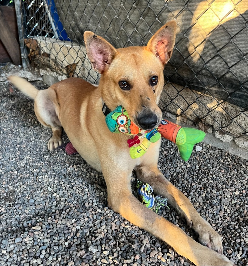 Ray, an adoptable Mixed Breed in San Juan de Abajo, NAY, 63732 | Photo Image 3