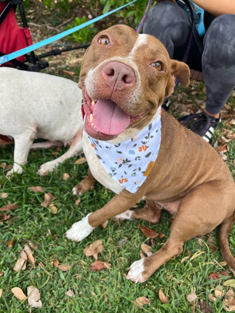 Tulip, an adoptable Pit Bull Terrier in San Juan de Abajo, NAY, 63732 | Photo Image 1