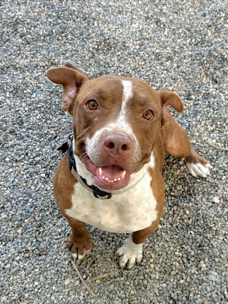 Tulip, an adoptable Pit Bull Terrier in San Juan de Abajo, NAY, 63732 | Photo Image 2