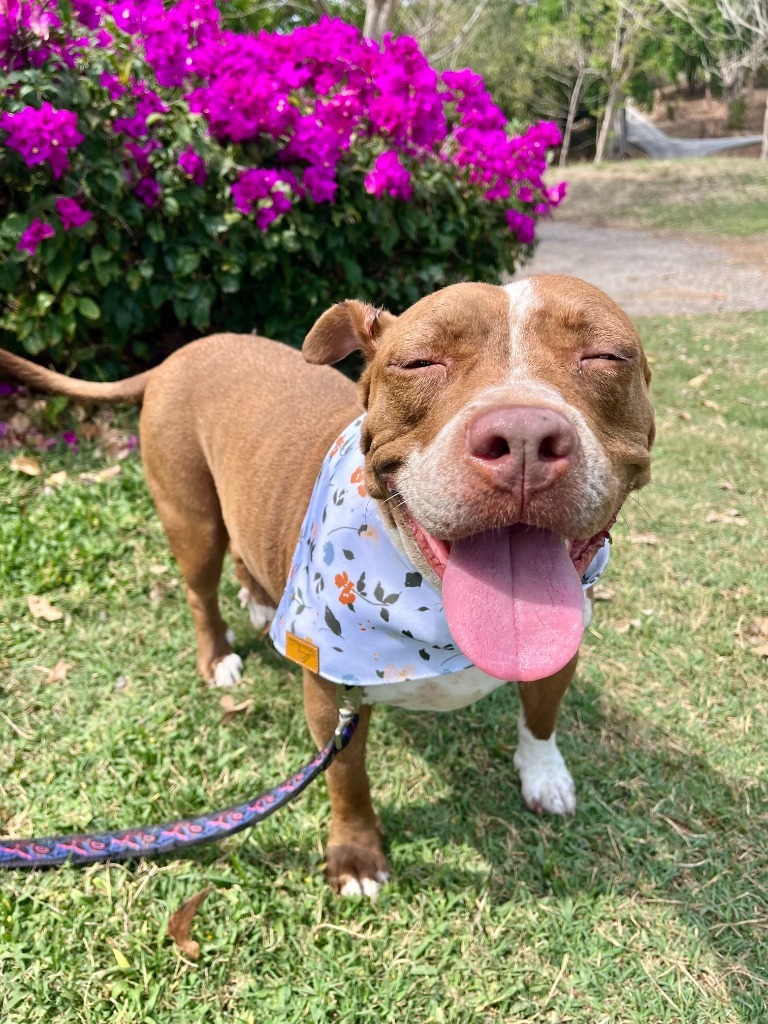 Tulip, an adoptable Pit Bull Terrier in San Juan de Abajo, NAY, 63732 | Photo Image 3