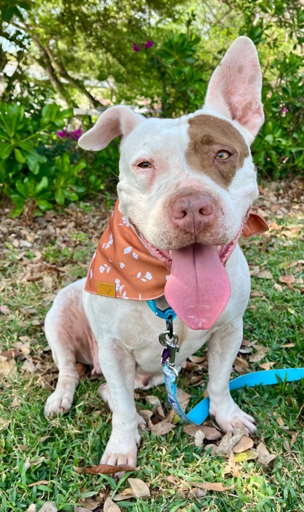Jasmine, an adoptable Pit Bull Terrier in San Juan de Abajo, NAY, 63732 | Photo Image 1