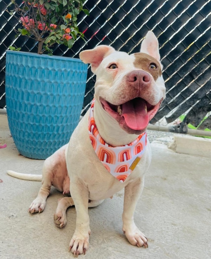 Jasmine, an adoptable Pit Bull Terrier in San Juan de Abajo, NAY, 63732 | Photo Image 1