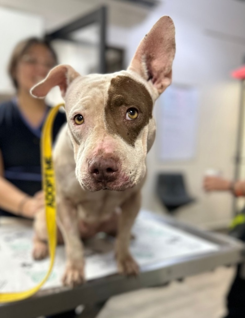 Jasmine, an adoptable Pit Bull Terrier in San Juan de Abajo, NAY, 63732 | Photo Image 2