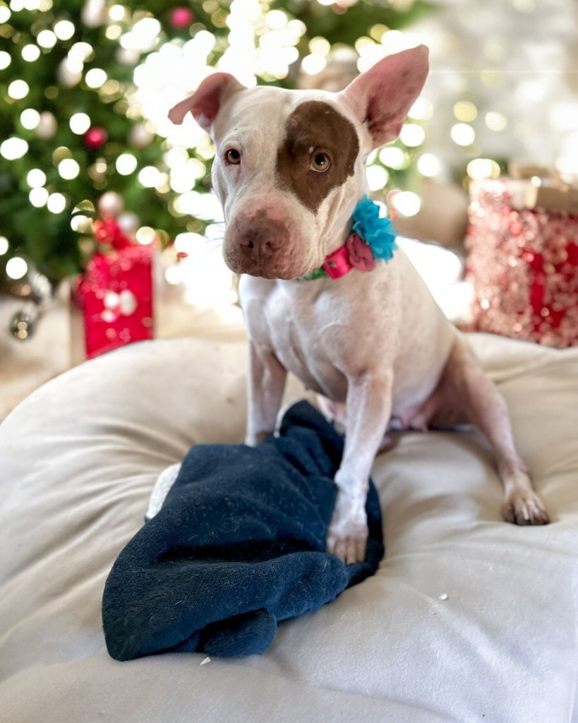 Jasmine, an adoptable Pit Bull Terrier in San Juan de Abajo, NAY, 63732 | Photo Image 3