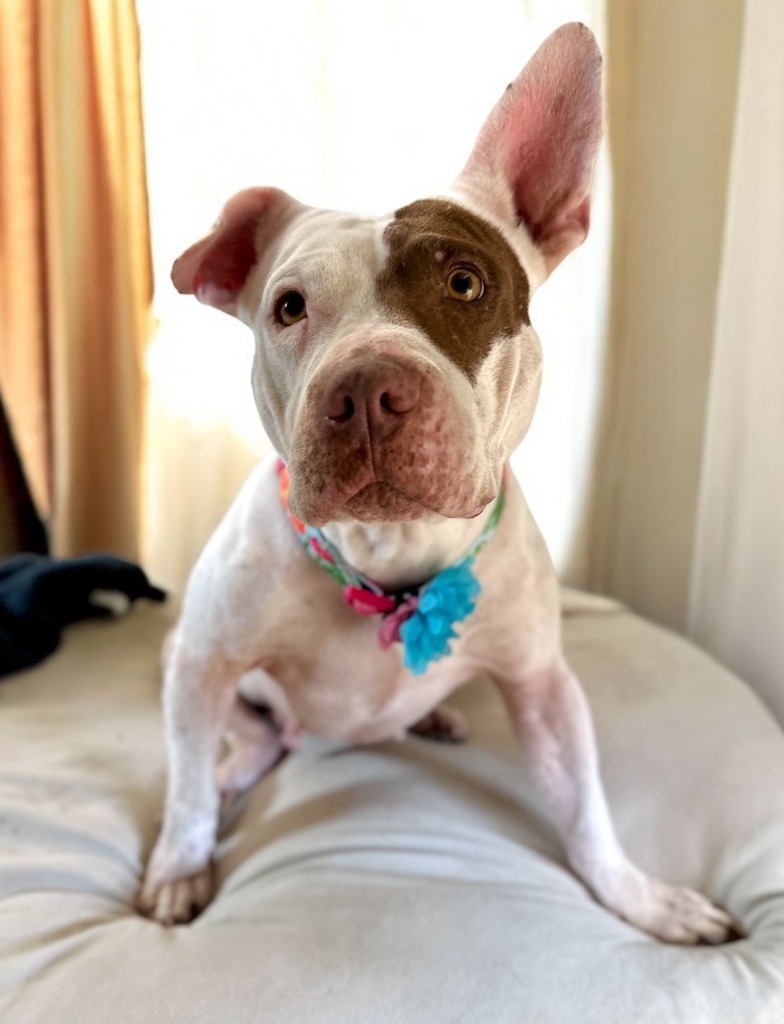 Jasmine, an adoptable Pit Bull Terrier in San Juan de Abajo, NAY, 63732 | Photo Image 4