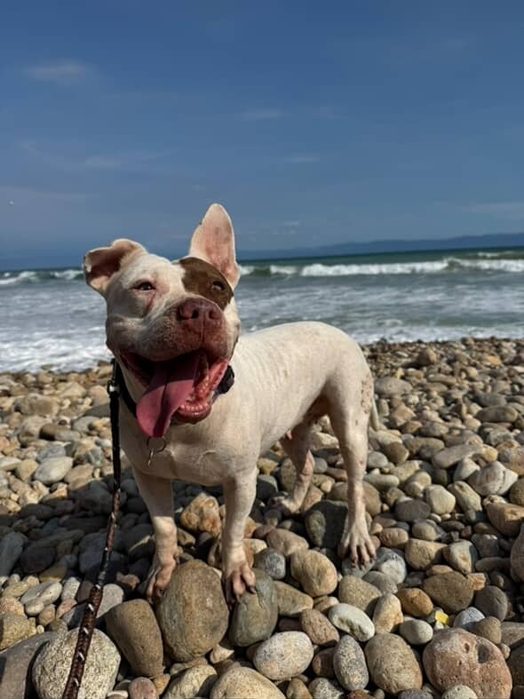 Jasmine, an adoptable Pit Bull Terrier in San Juan de Abajo, NAY, 63732 | Photo Image 5