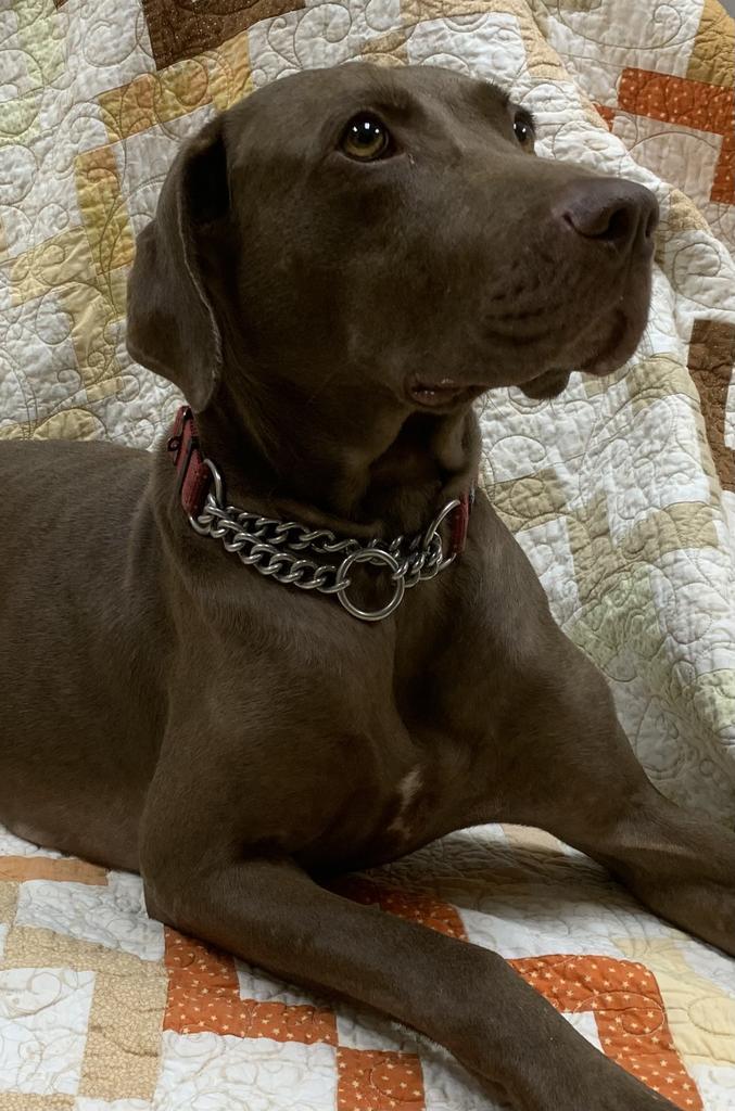 CICI