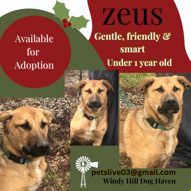 Zeus - He'll make a great child's companion 2