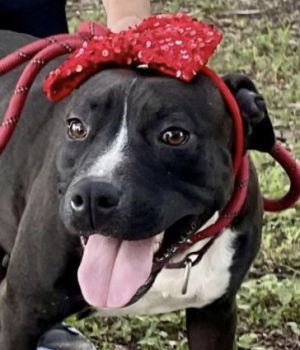 Petunia, Young Female American Staffordshire Terrier