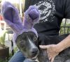 Petunia photo 2
