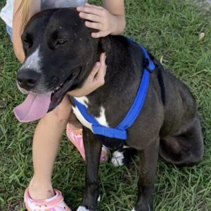 Apollo, Young Male American Staffordshire Terrier
