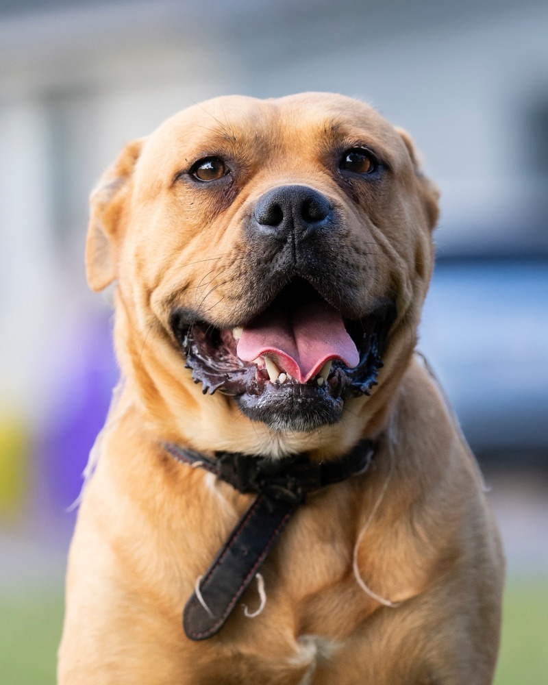 Big Boi, an adoptable Bullmastiff, American Bulldog in WARNER ROBINS, GA, 31093 | Photo Image 1