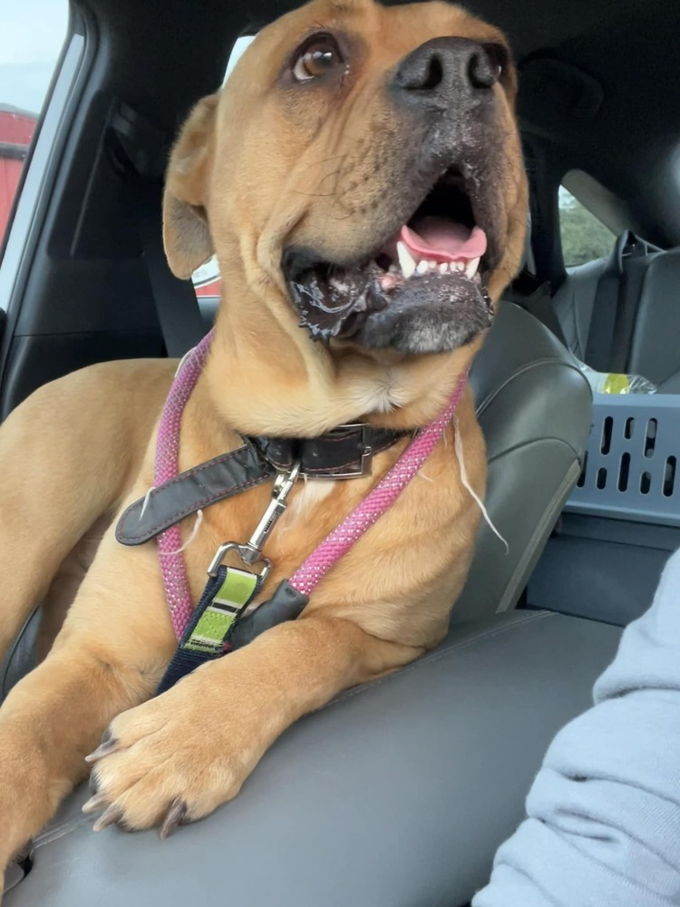 Big Boi, an adoptable Bullmastiff, American Bulldog in WARNER ROBINS, GA, 31093 | Photo Image 2