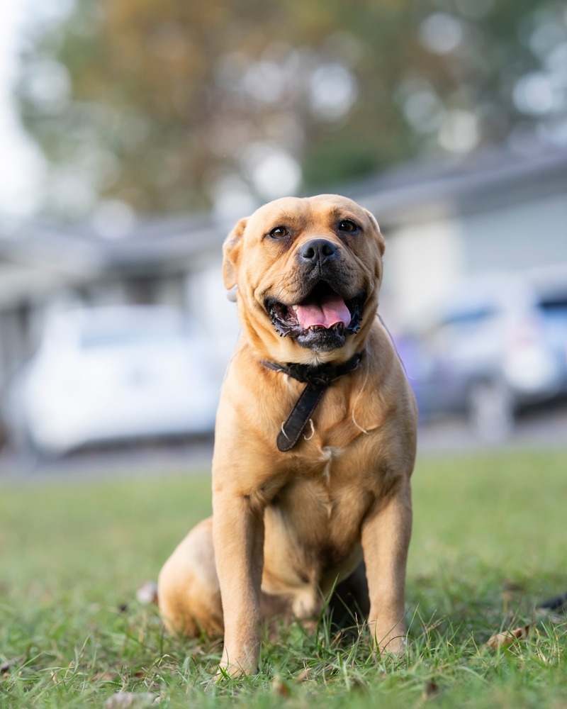 Big Boi, an adoptable Bullmastiff, American Bulldog in WARNER ROBINS, GA, 31093 | Photo Image 3