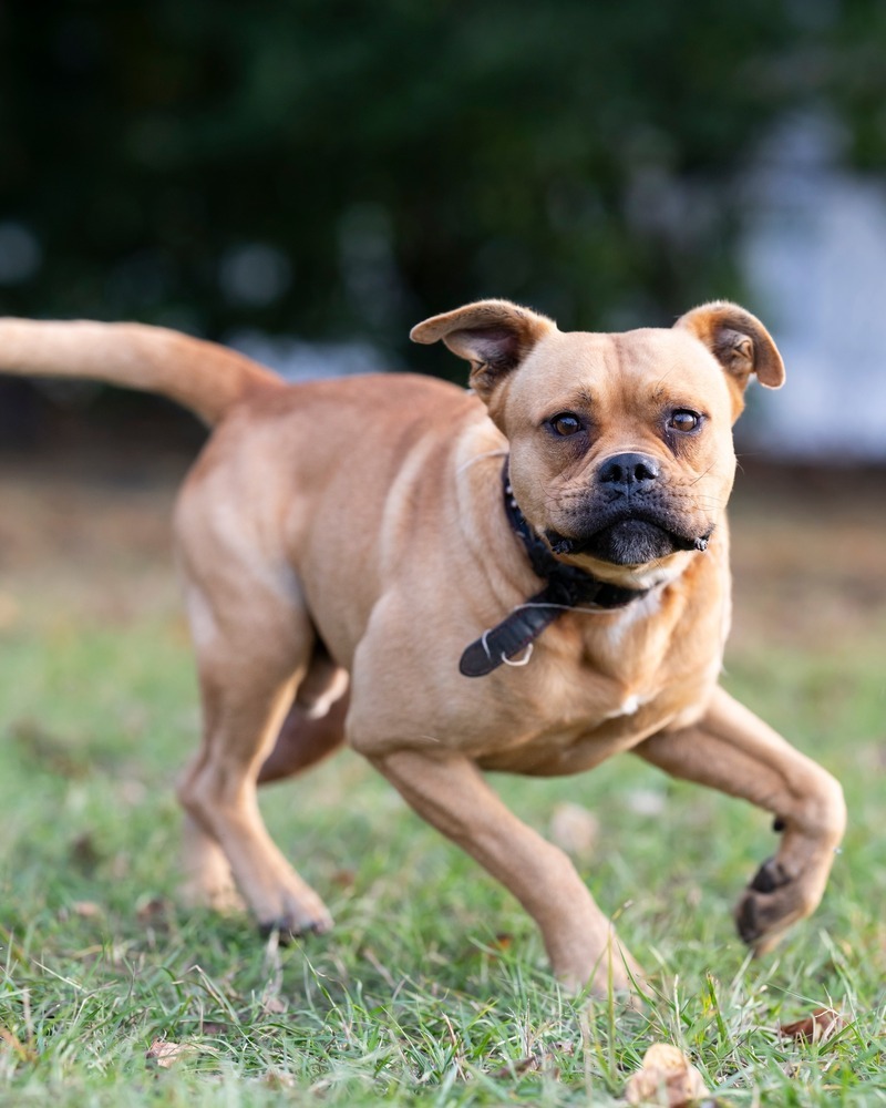 Big Boi, an adoptable Bullmastiff, American Bulldog in WARNER ROBINS, GA, 31093 | Photo Image 4