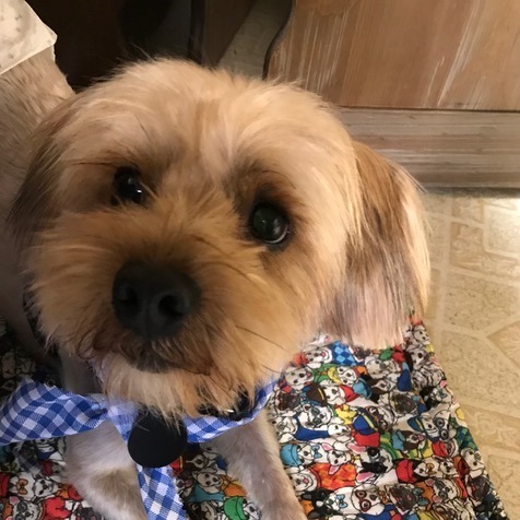 Howie, an adoptable Maltese, Cockapoo in Pacifica, CA, 94044 | Photo Image 1