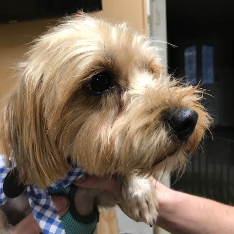 Howie, an adoptable Maltese, Cockapoo in Pacifica, CA, 94044 | Photo Image 3