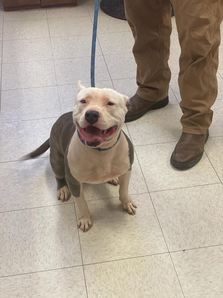 Karma, an adoptable Pit Bull Terrier in Holbrook, AZ, 86025 | Photo Image 1