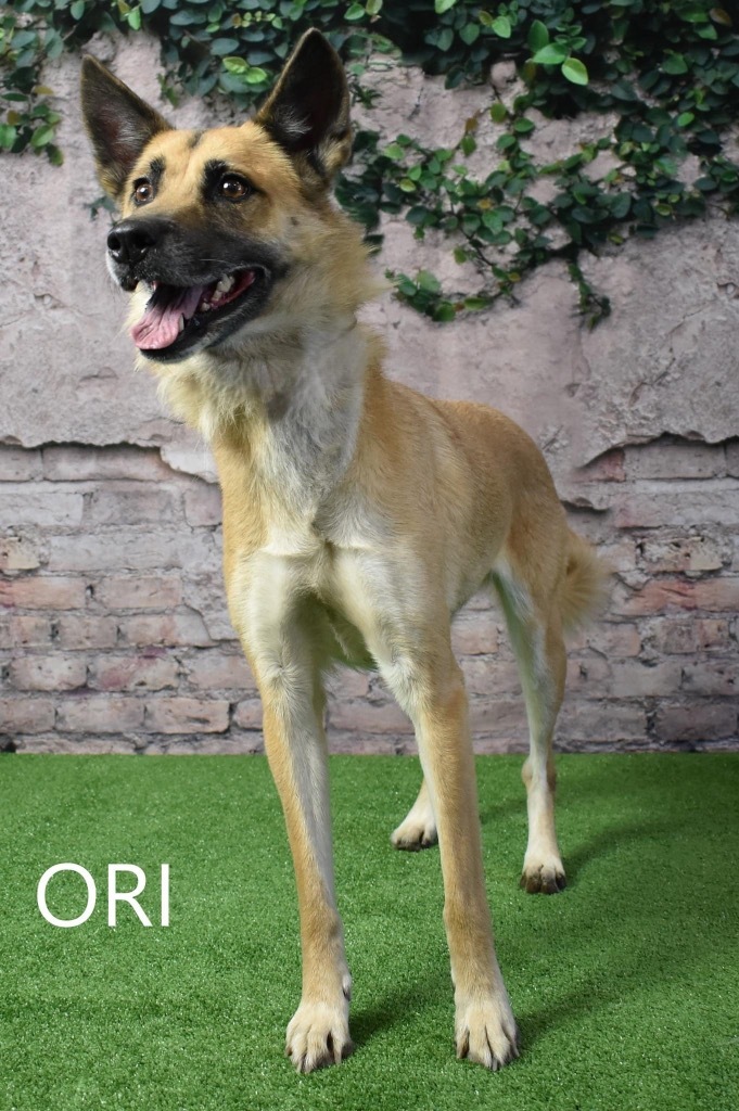 Ori