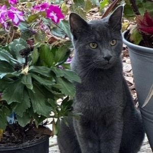 Smokey, Adult Male Domestic Short Hair