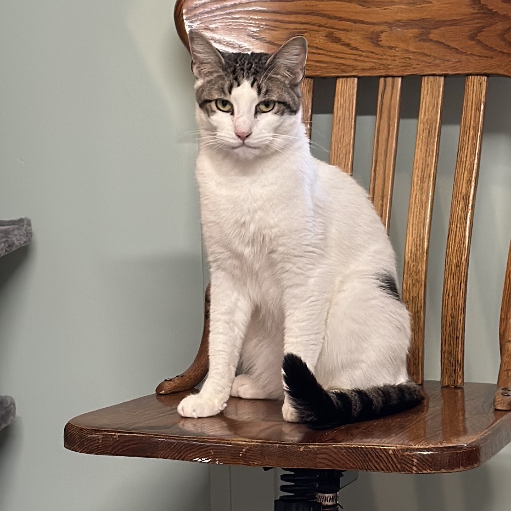 Crookshanks, an adoptable Domestic Short Hair in Priest River, ID, 83856 | Photo Image 1