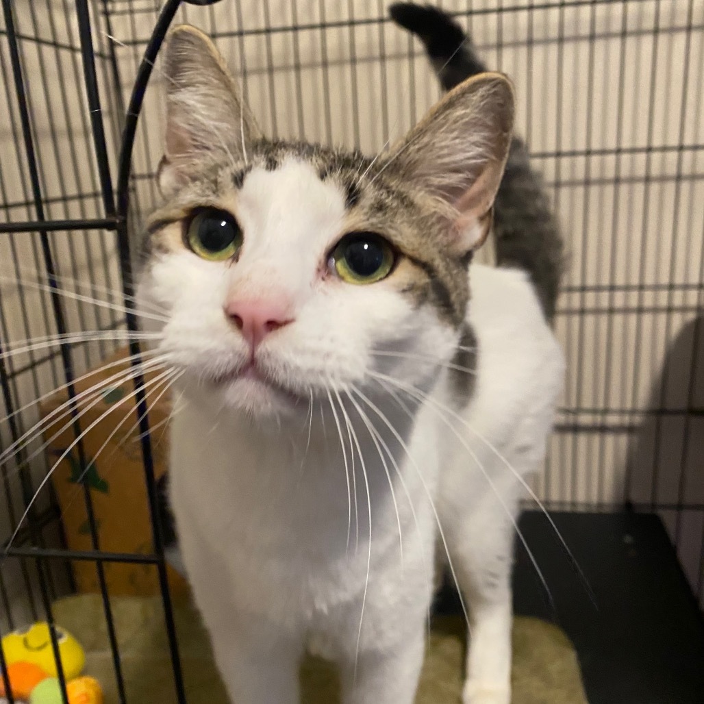 Crookshanks, an adoptable Domestic Short Hair in Priest River, ID, 83856 | Photo Image 3