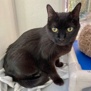 Batman, Senior Male unknown