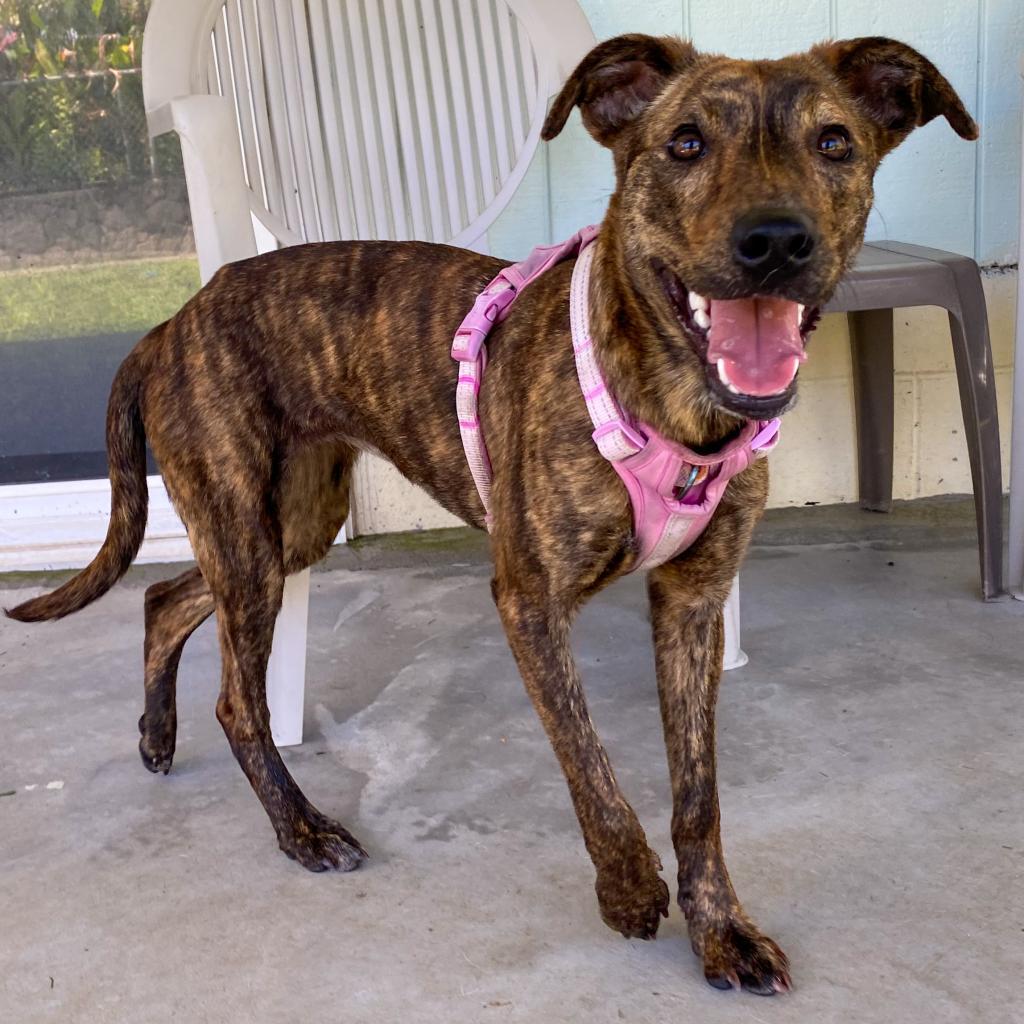 Fendi, an adoptable Mixed Breed in Keaau, HI, 96749 | Photo Image 1