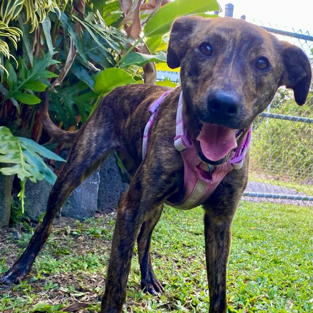 Fendi, an adoptable Mixed Breed in Keaau, HI, 96749 | Photo Image 3