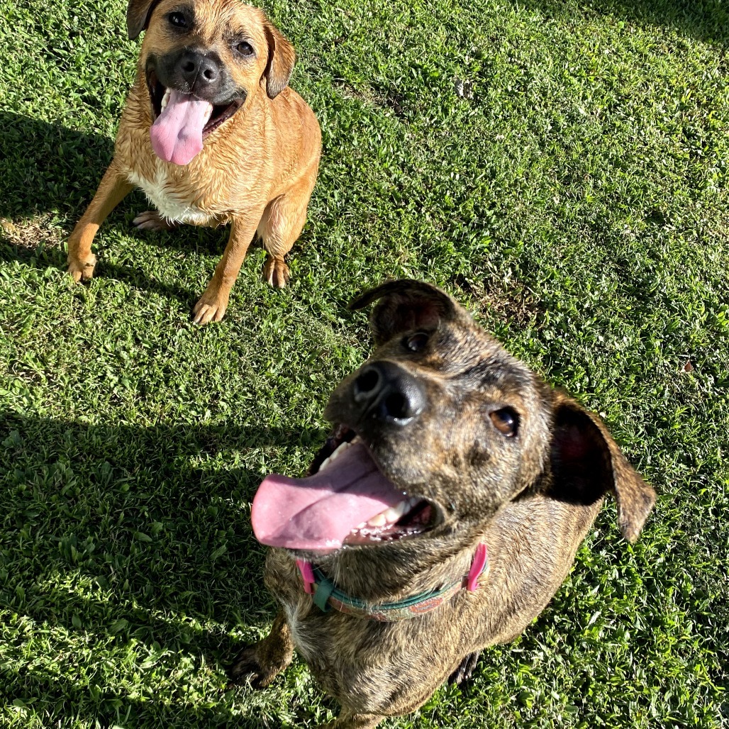Fendi, an adoptable Mixed Breed in Keaau, HI, 96749 | Photo Image 5