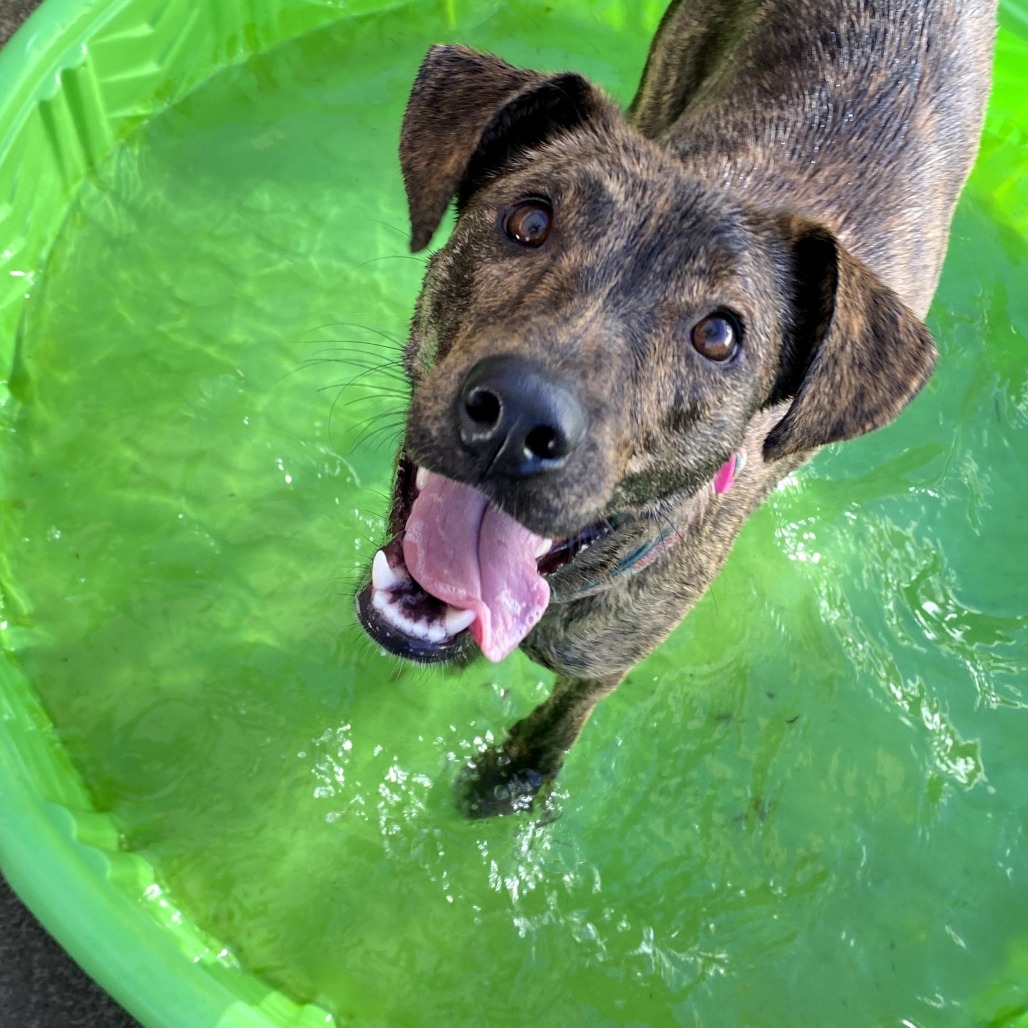 Fendi, an adoptable Mixed Breed in Keaau, HI, 96749 | Photo Image 6
