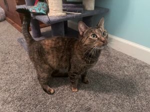 Jazzy is the more social of her and her sister- JellyBean- but once they warm up to you they both