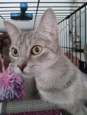 Jellybean LOVES under chin scritches and playing with any toy at the end of a string Once she warms