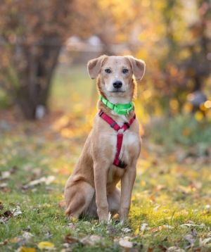 Andy, Young Male Retriever