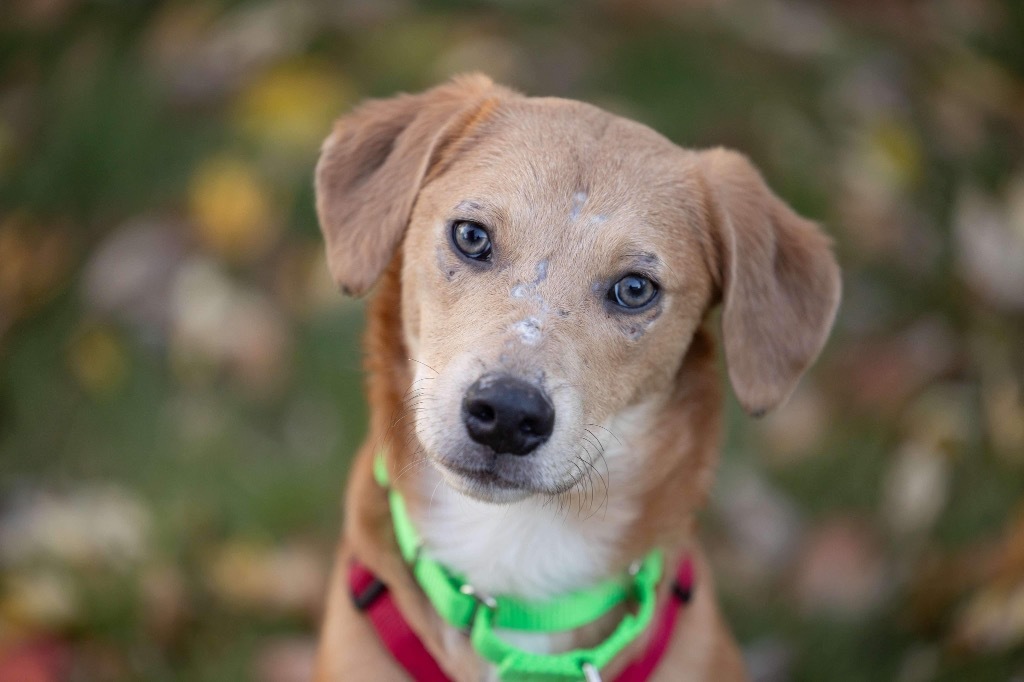 Andy, an adoptable Retriever, Mixed Breed in Savage, MN, 55378 | Photo Image 2