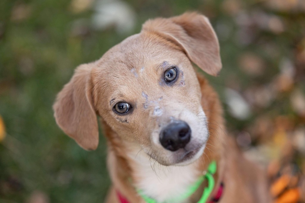 Andy, an adoptable Retriever, Mixed Breed in Savage, MN, 55378 | Photo Image 3