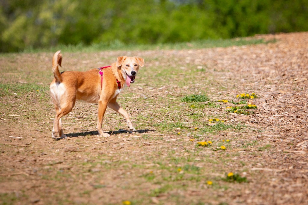 Andy, an adoptable Retriever, Mixed Breed in Savage, MN, 55378 | Photo Image 4