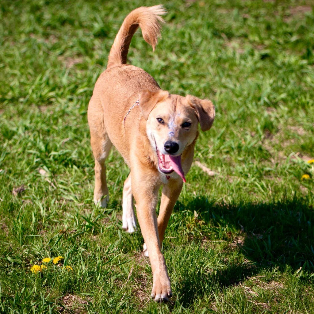 Andy, an adoptable Retriever, Mixed Breed in Savage, MN, 55378 | Photo Image 5