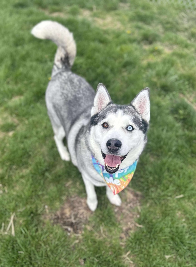 Penny, an adoptable Husky in Salt Lake City, UT, 84117 | Photo Image 1