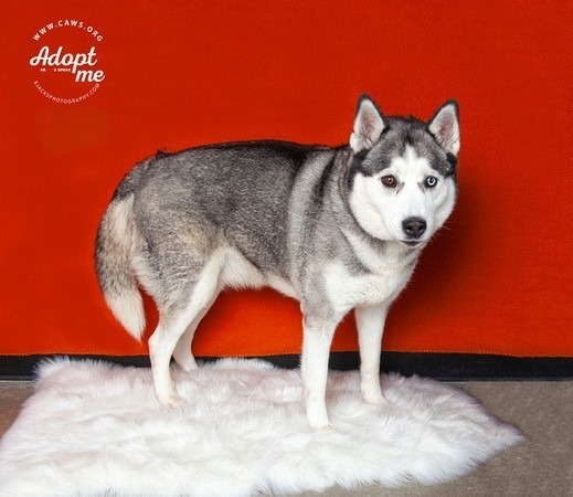 Penny, an adoptable Husky in Salt Lake City, UT, 84117 | Photo Image 2