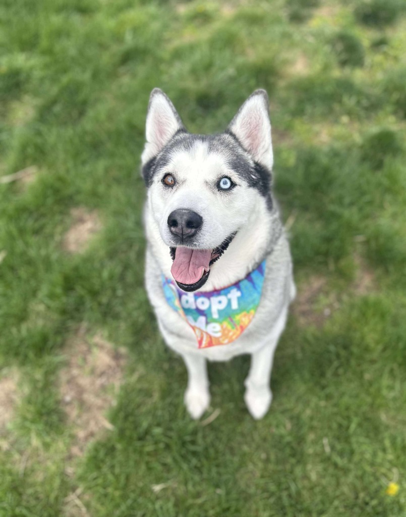 Penny, an adoptable Husky in Salt Lake City, UT, 84117 | Photo Image 3